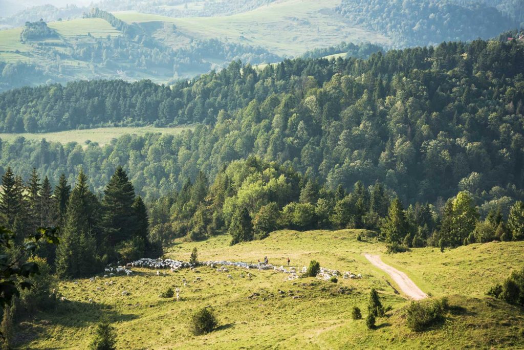 sheep pasture in mountains