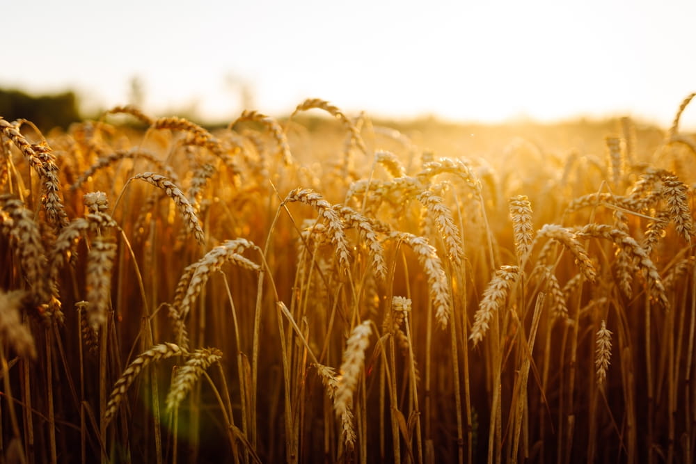 Golden wheat field at harvest representing agricultural production and commodity supply chains